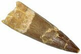 Fossil Plesiosaur (Zarafasaura) Tooth - Morocco #298282-1